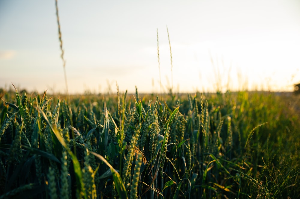 campo di grano verde durante il giorno