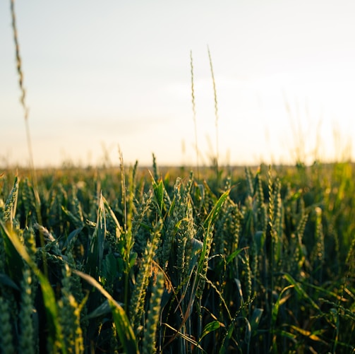 green wheat field during daytime