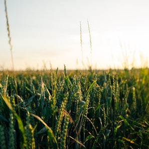 green wheat field during daytime