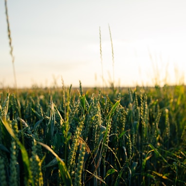 green wheat field during daytime