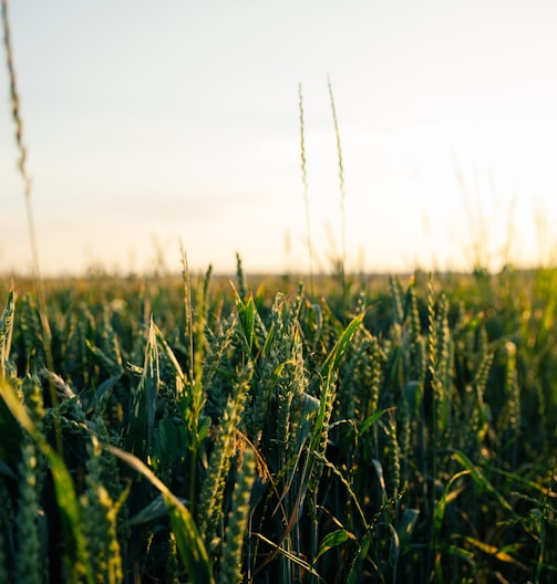 green wheat field during daytime