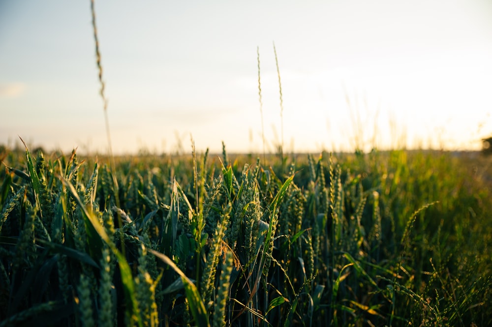 campo de trigo verde durante el día