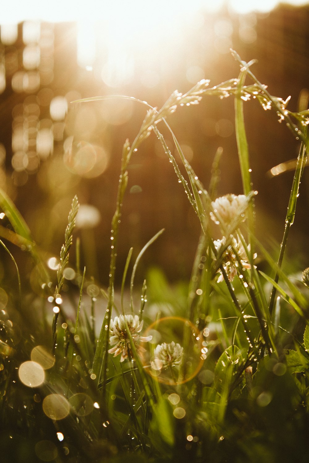 white flower on green grass during daytime