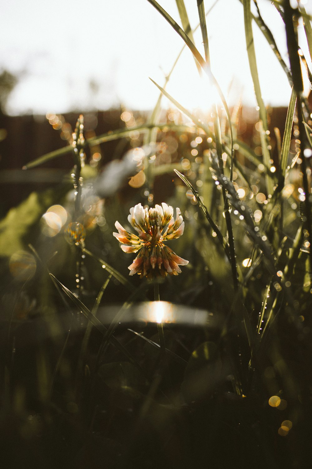 yellow and white flower in tilt shift lens