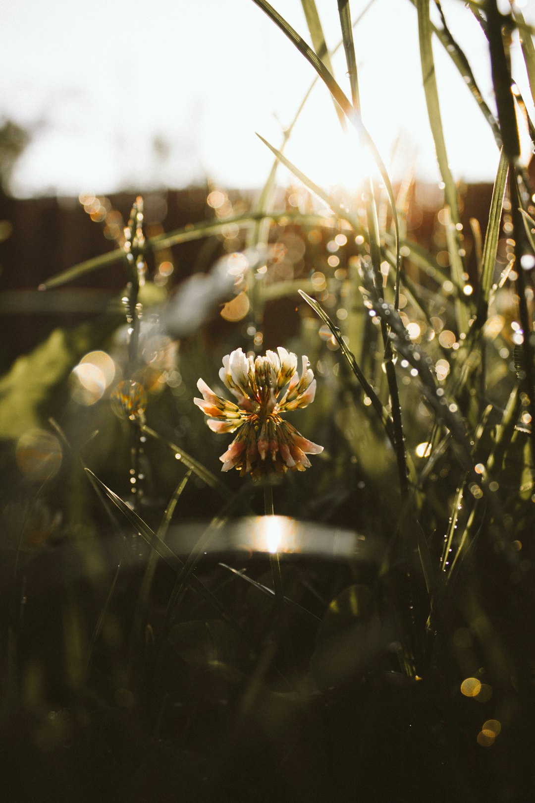 yellow and white flower in tilt shift lens