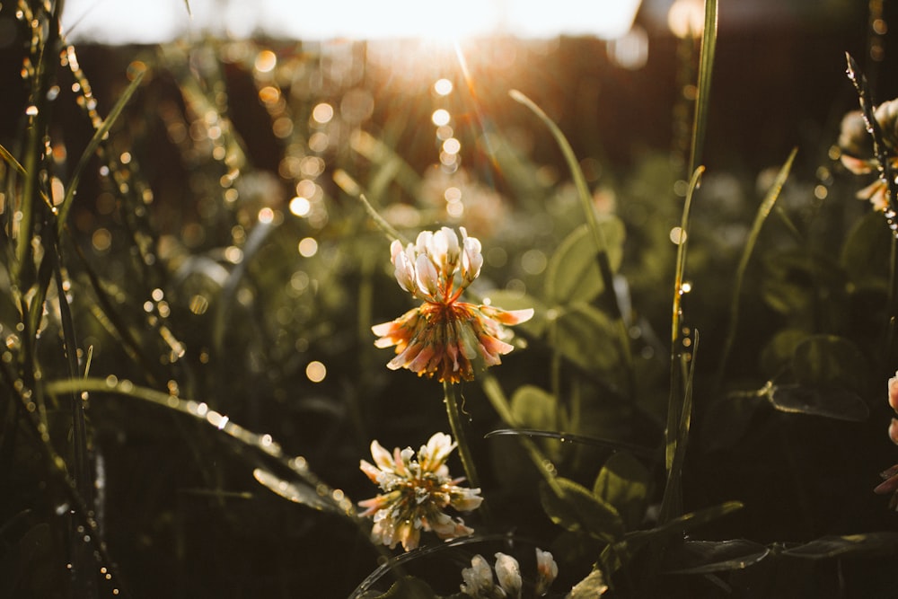 white flower in tilt shift lens