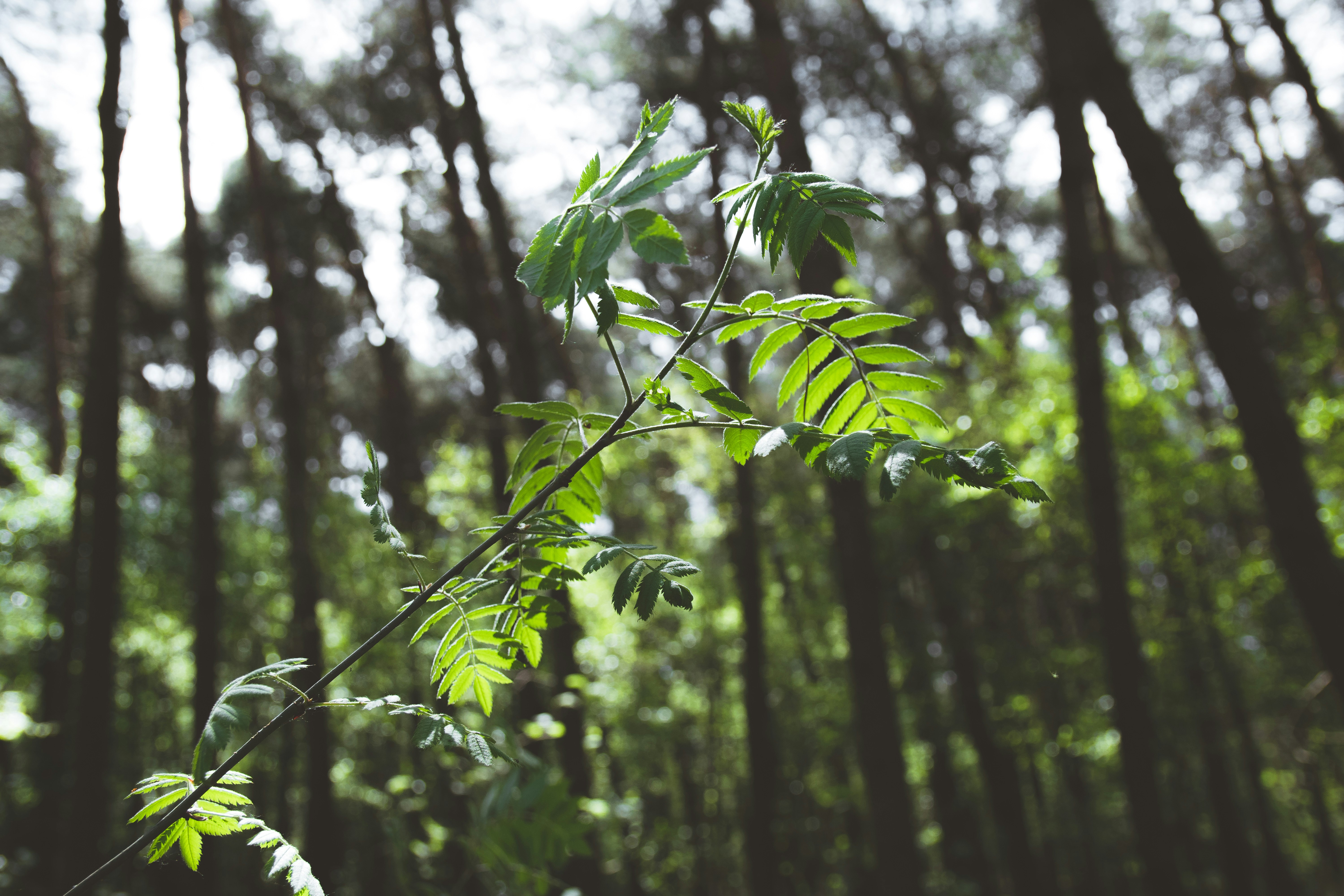 Lush green forest with sunlight filtering through leaves, vibrant ecosystem nature photography