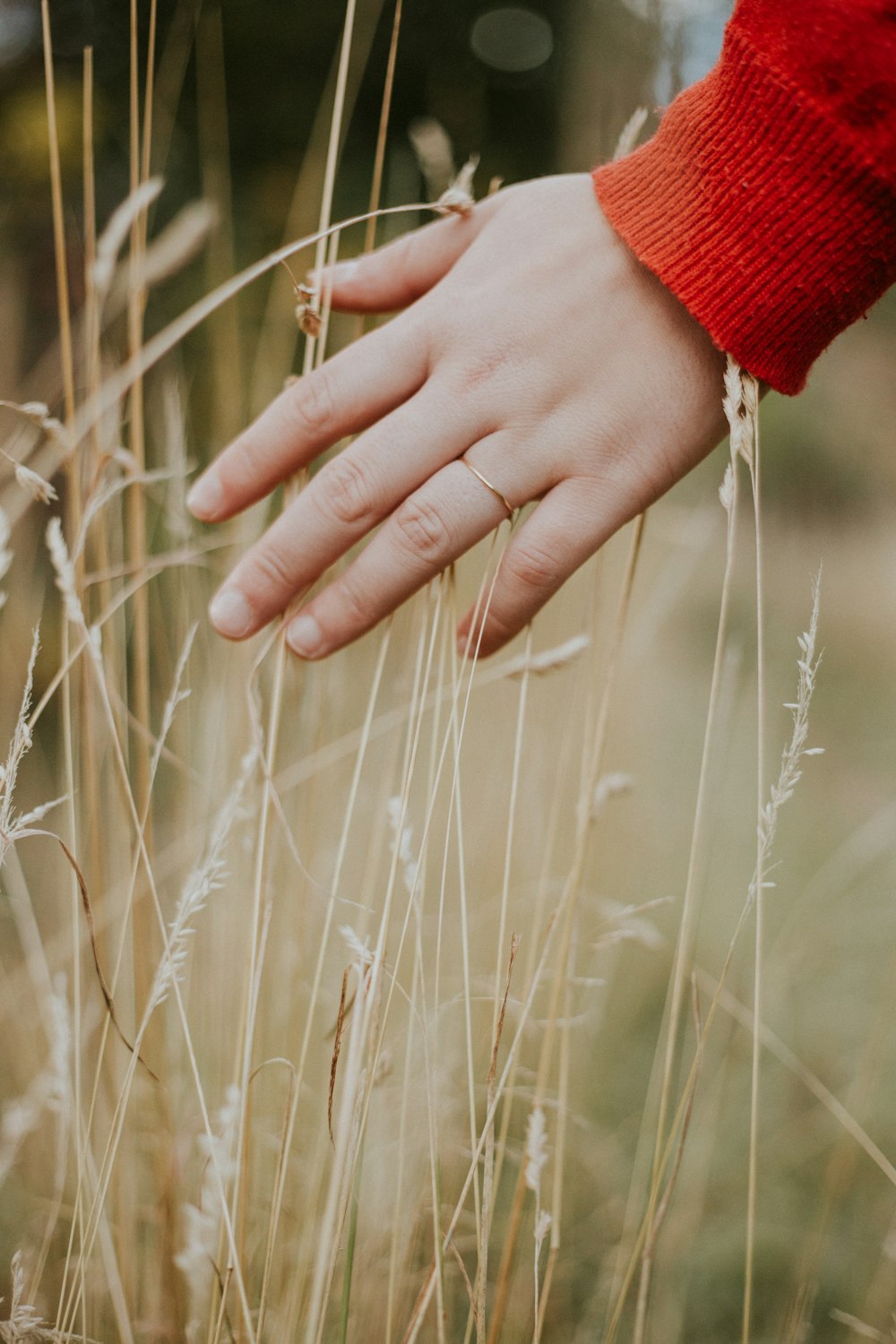 person holding beige grass during daytime