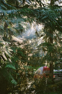Morning light filtering through forest foliage onto a rustic glamping tent