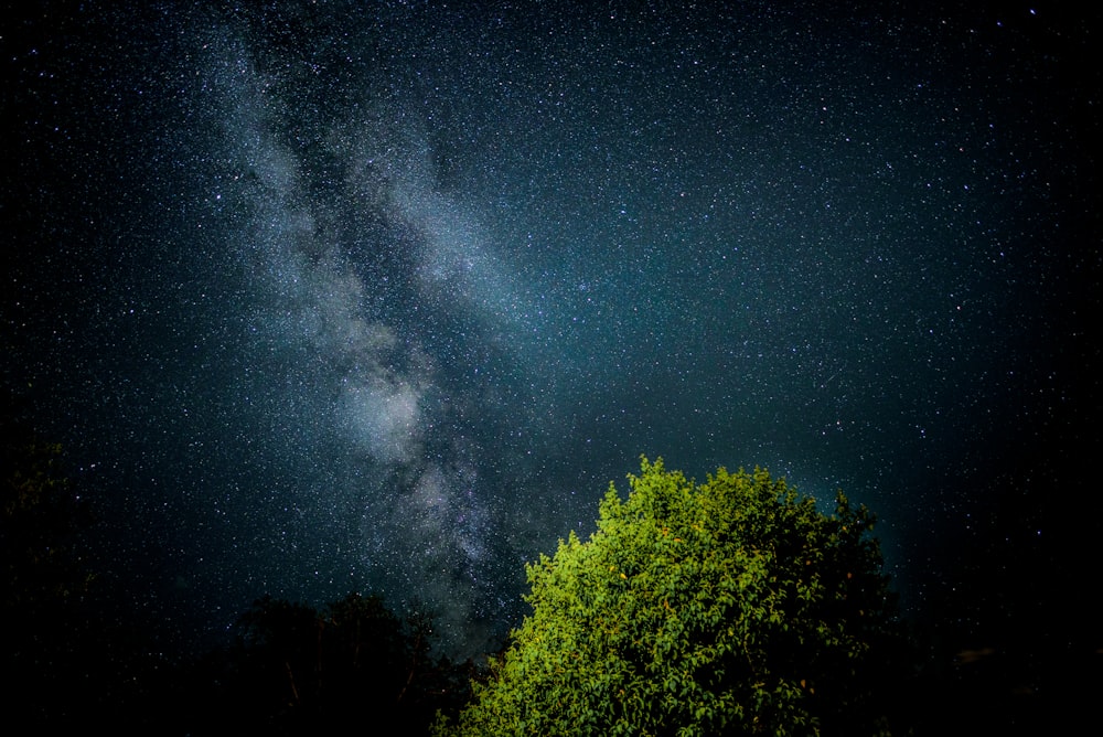 grün belaubter Baum in der Nacht