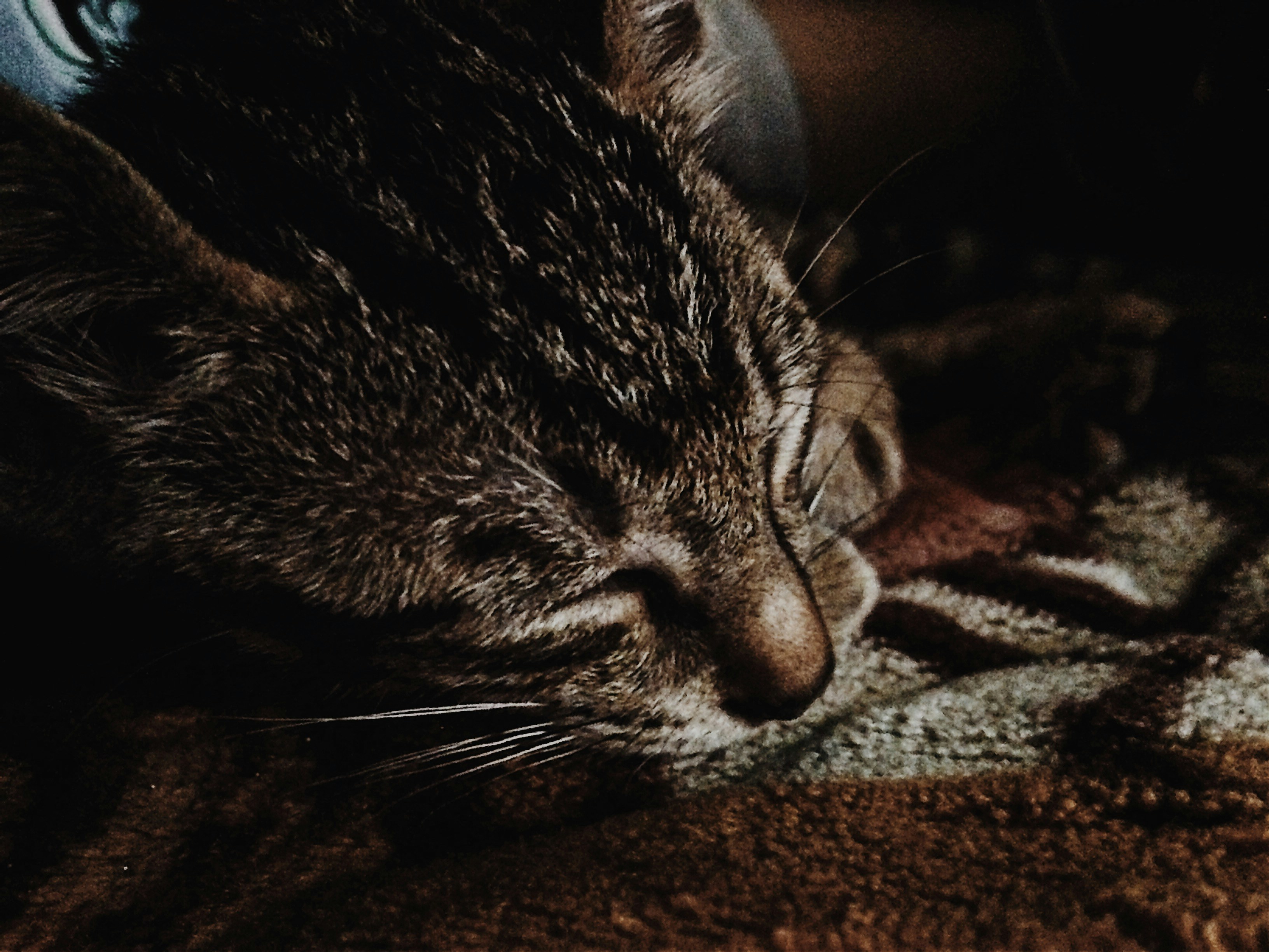 photo-1498466784354-af72ccc6e850?ixlib=rb-1.2.1&ixid=eyJhcHBfaWQiOjEyMDd9&auto=format&fit=crop&w=1334&q=80