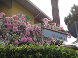 A street sign labeled 'via Umbria' is positioned in front of a lush flowering bush adorned with vibrant pink flowers. The background features a house with yellow walls and surrounding greenery, including trees and shrubs.