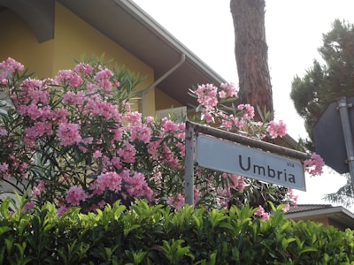 A street sign labeled 'via Umbria' is positioned in front of a lush flowering bush adorned with vibrant pink flowers. The background features a house with yellow walls and surrounding greenery, including trees and shrubs.