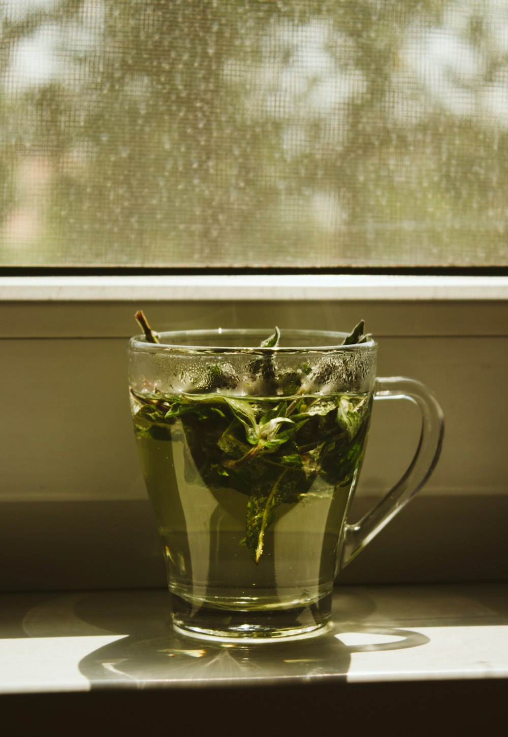透明なガラスのマグカップに入った緑の葉