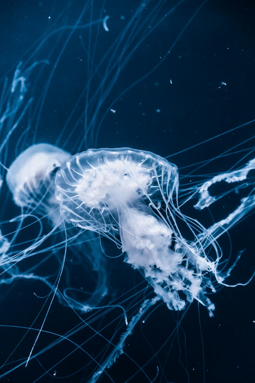 jellyfishes underwater