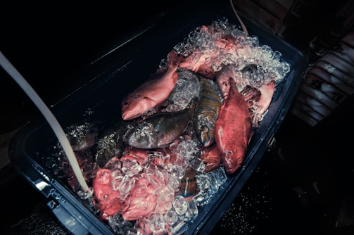 A collection of various fish is laid out on a bed of ice within a dark container. The fish display a range of colors, including shades of red and blue. Some ice cubes are scattered among the fish, glistening under the light.