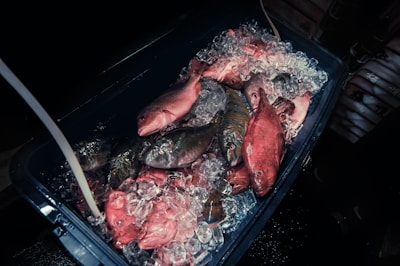 A collection of various fish is laid out on a bed of ice within a dark container. The fish display a range of colors, including shades of red and blue. Some ice cubes are scattered among the fish, glistening under the light.