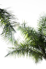 green palm tree