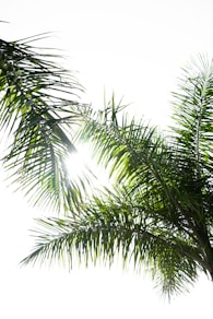 green palm tree