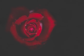 closeup photo of red rose in bloom