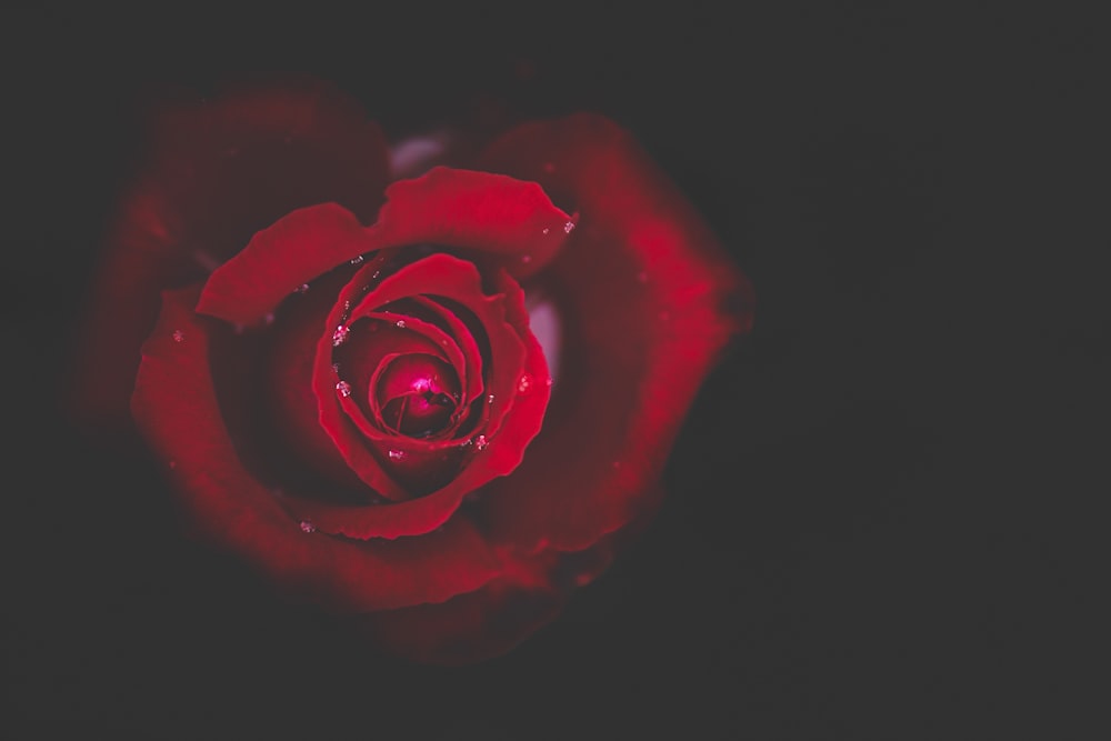 Foto de primer plano de rosa roja en flor