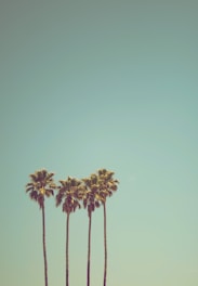 low angle photography of coconut trees