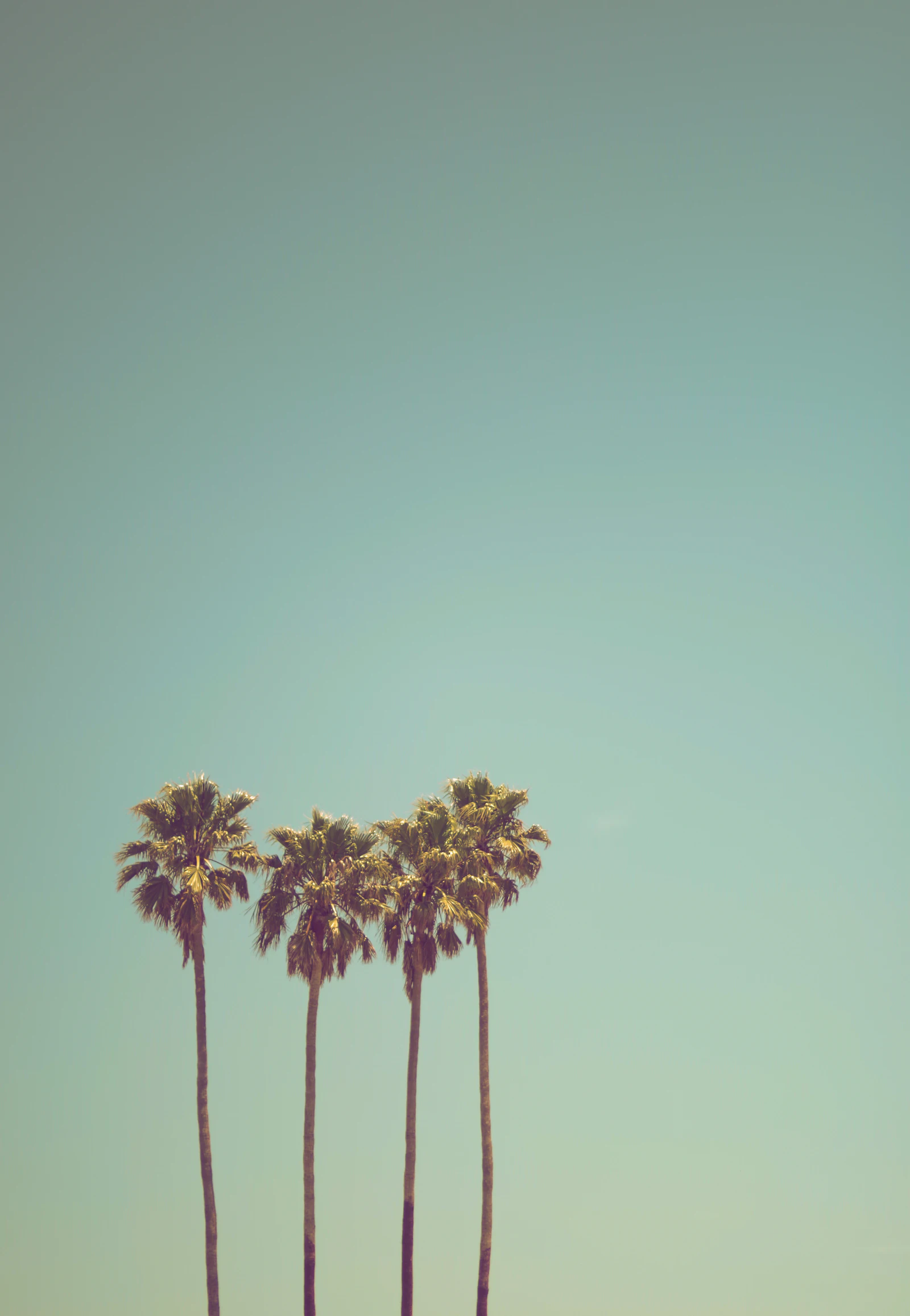 Looking up into tall palm trees