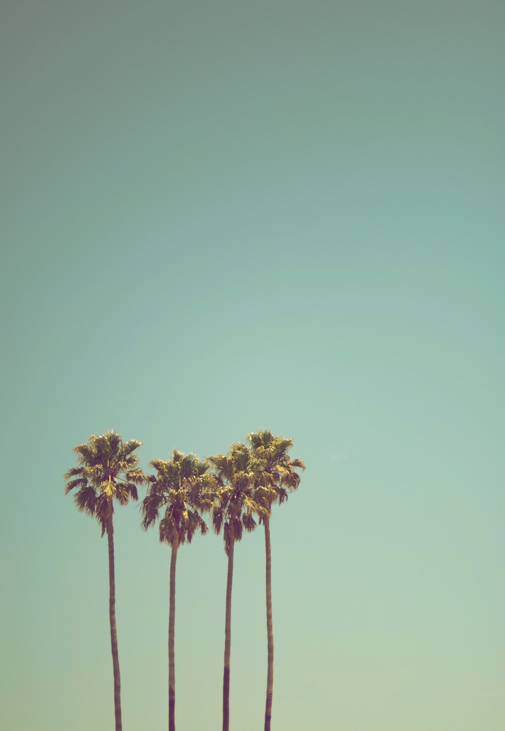 low angle photography of coconut trees