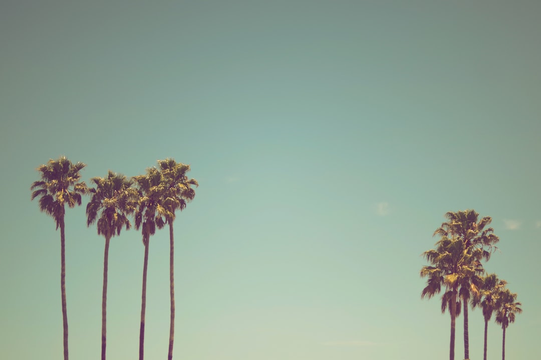 row of palm trees,