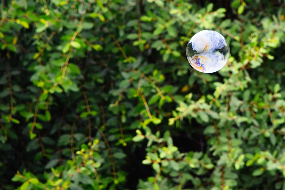 selective focus photo of bubble front of green tree