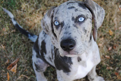 A charming Merle French Bulldog puppy with striking blue eyes, looking curiously at the camera.
