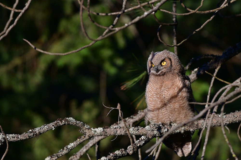 brown owl on tree branch