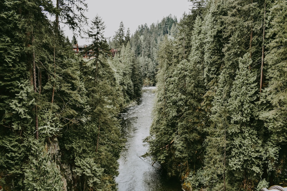 Fluss zwischen grün belaubten Bäumen