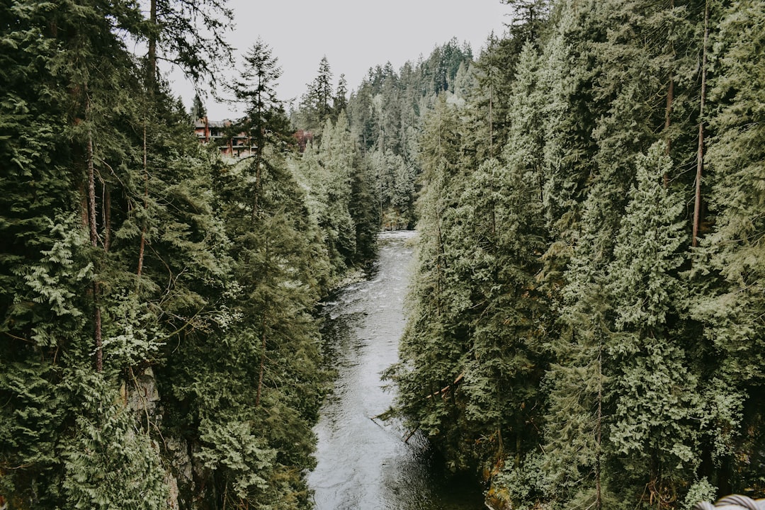 Tropical and subtropical coniferous forests photo spot Capilano Suspension Bridge Stawamus Chief