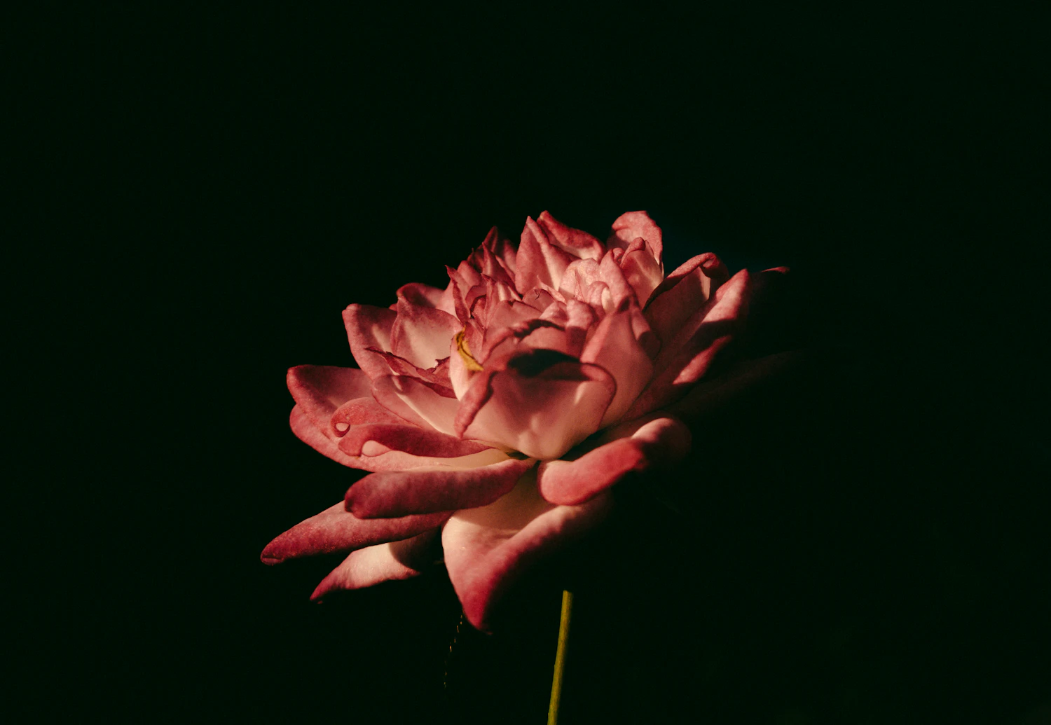 A single open rose-pink flower glowing against a dark green-black background