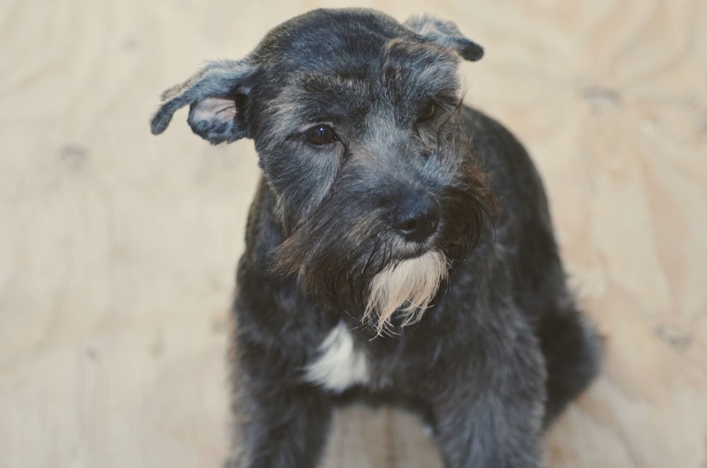 salt and pepper schnauzer puppy