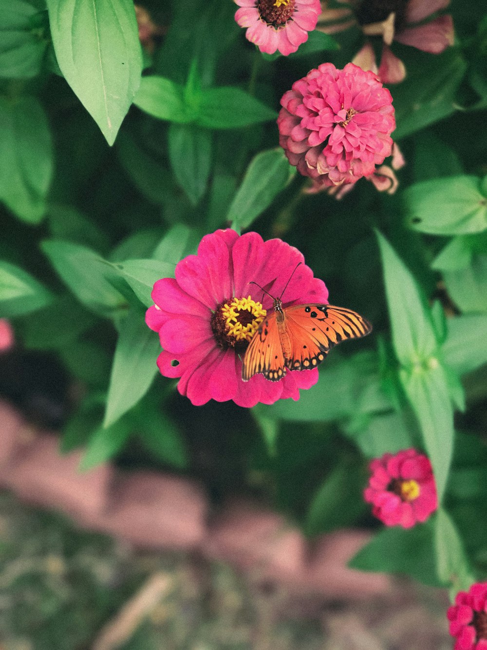 ピンクの花に咲くオレンジ色の蝶の浅い焦点写真
