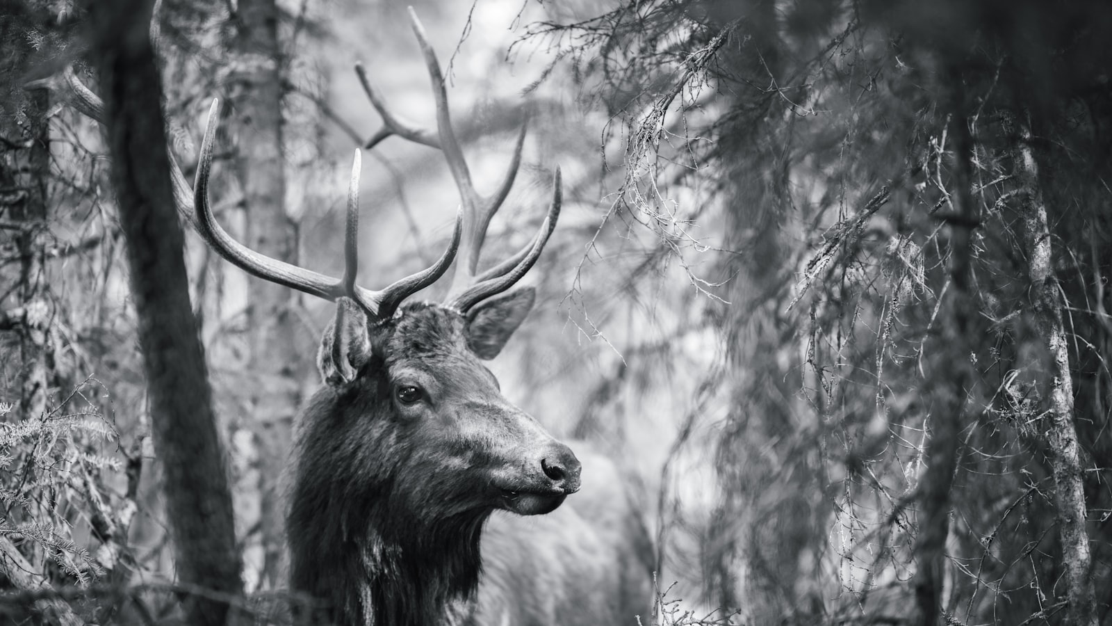 Understanding the Hazards of Deer Feces on Your Yard