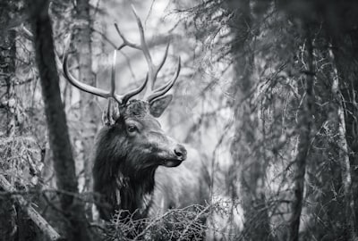 greyscale wildlife photography of a moose banff teams background