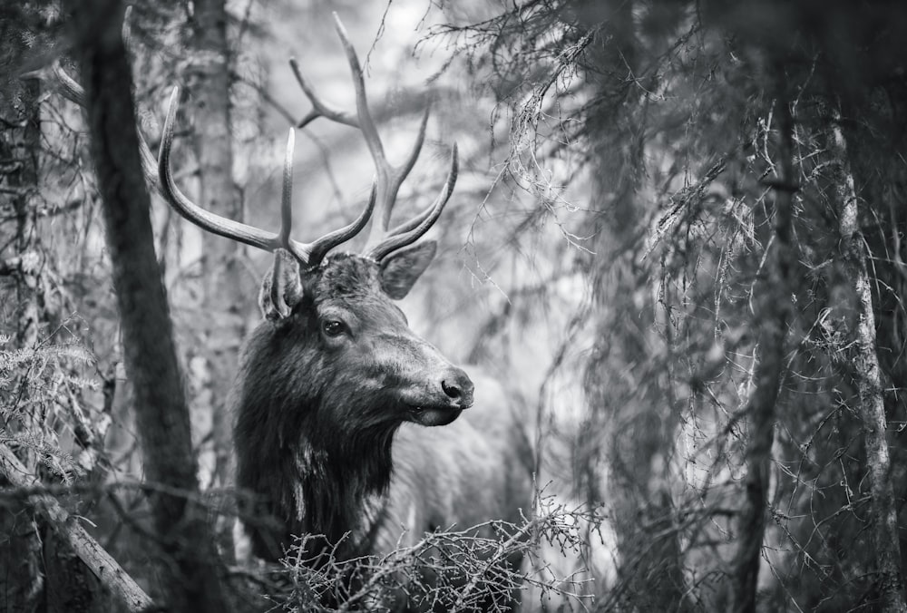 greyscale wildlife photography of a moose