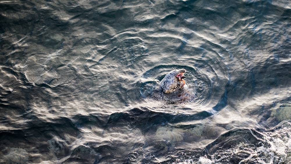 Fotografía aérea de una mujer en una formación rocosa rodeada de agua durante el día