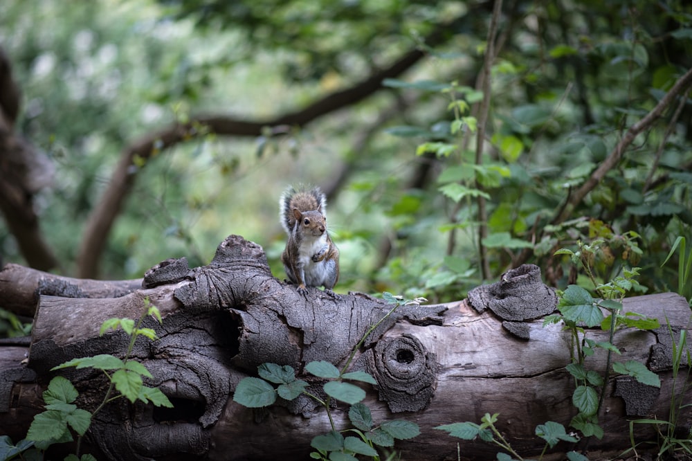 brown and white squirrel on brown tree trunk