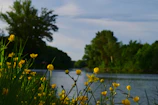 Volunteers cleaning a local riverbank surrounded by lush greenery and yellow mustard flowers.