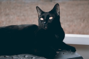 A sleek black cat lounging gracefully on a dark velvet cushion