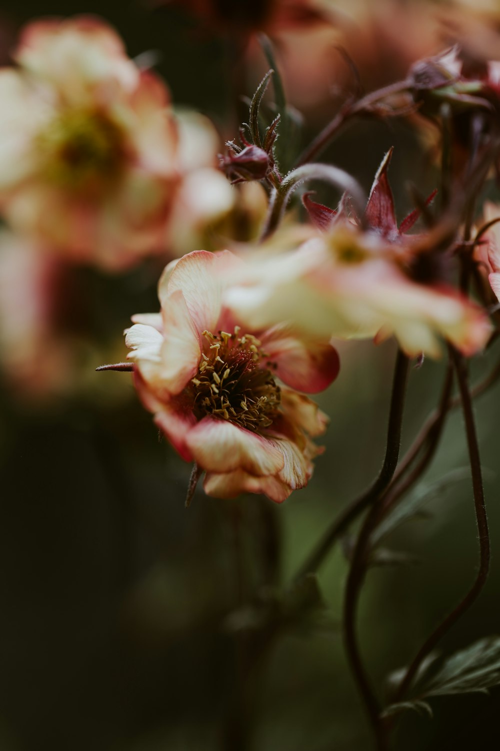 Flores de pétalas vermelhas e brancas na fotografia de foco seletivo