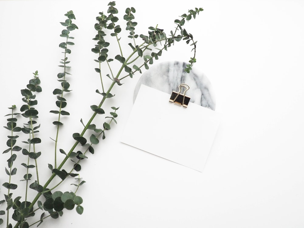 white card with paper clip near plant