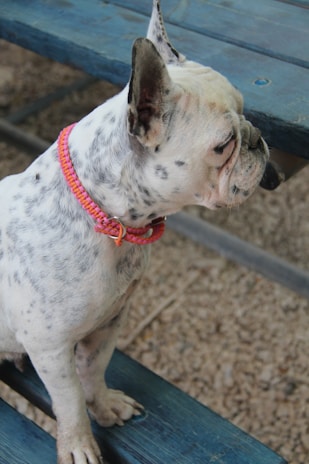 A small, spotted dog wearing a bright pink and orange collar is sitting on a blue wooden bench. The dog appears to be a bulldog, characterized by its wrinkled face and short snout. The ground beneath the bench is covered in dirt and gravel.