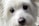 A close-up of a fluffy white dog with big dark eyes and a black nose. The fur appears soft and well-groomed, surrounding the dog's face in gentle waves.