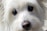 A close-up of a fluffy white dog with big dark eyes and a black nose. The fur appears soft and well-groomed, surrounding the dog's face in gentle waves.