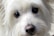 A close-up of a fluffy white dog with big dark eyes and a black nose. The fur appears soft and well-groomed, surrounding the dog's face in gentle waves.